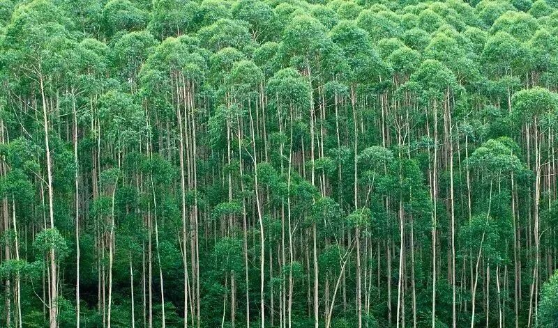 行业资讯丨森林可持续经营发展历程与未来方向