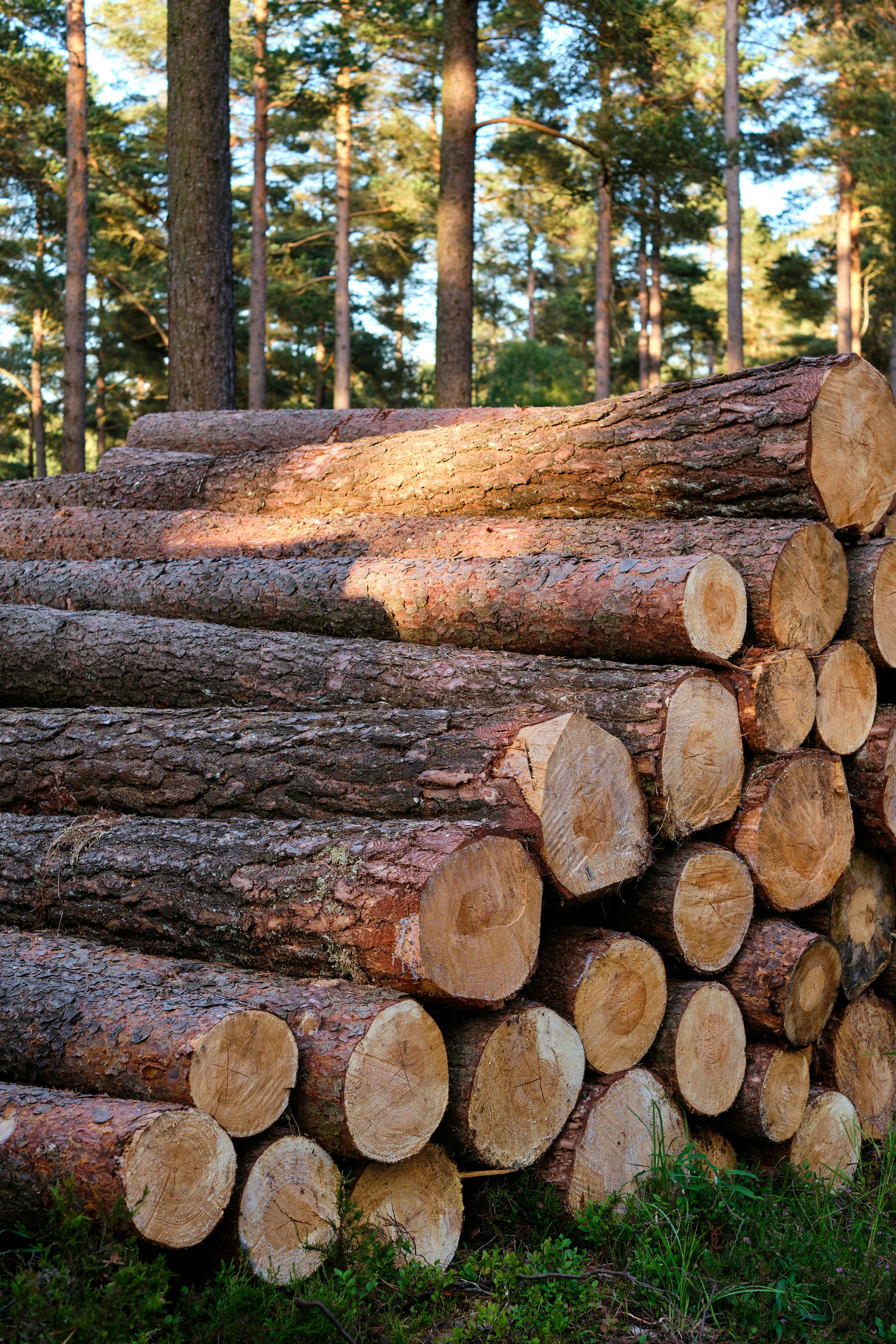Data Sharing | Brief Overview of China��s Timber Imports (Jan�CApr 2026)