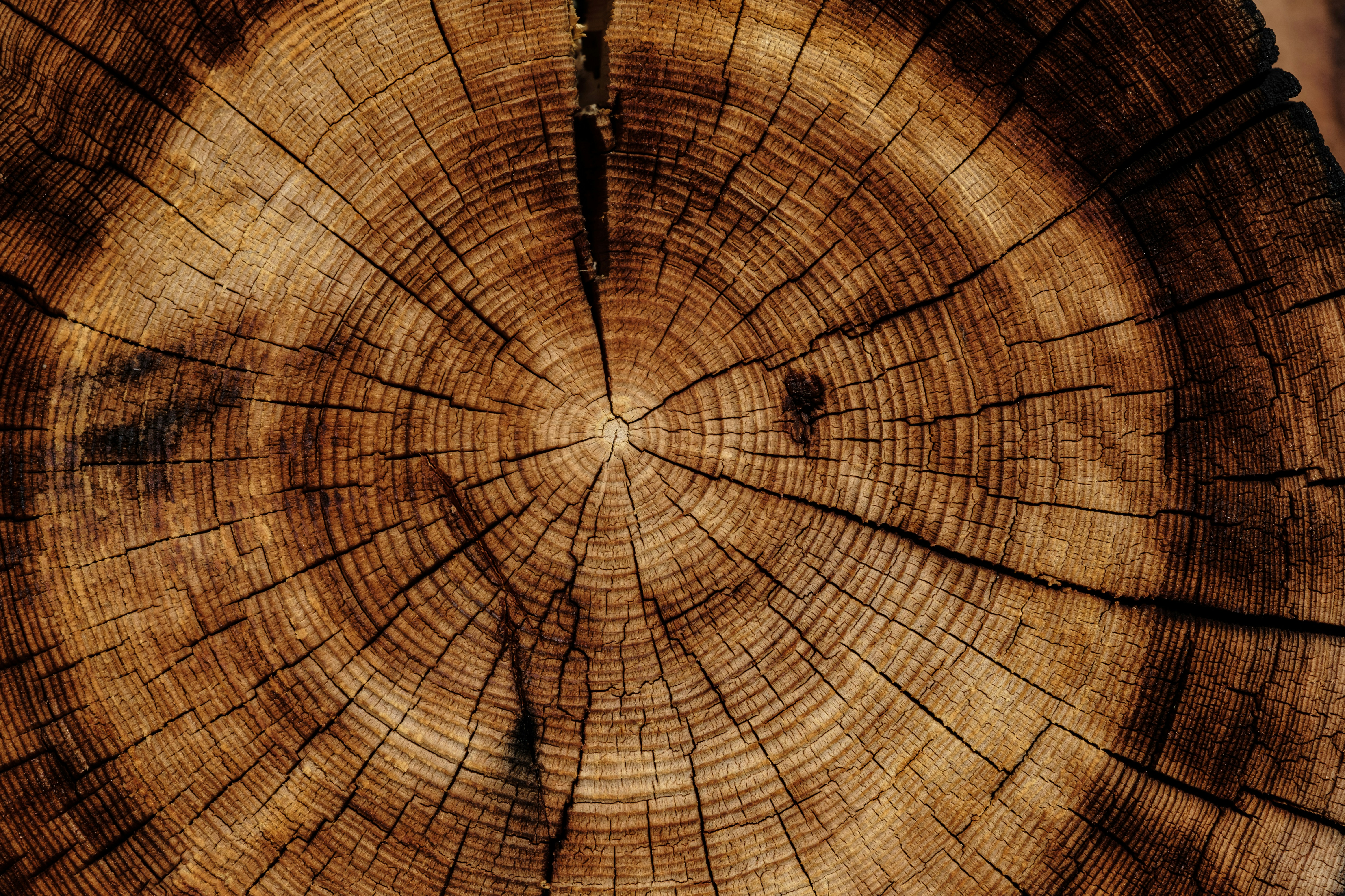 Policy Flash | Cameroon escalates log export restrictions: 91 tree species barred, countdown begins for nationwide log export ban in 2028
