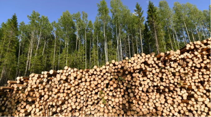 Industry News | Russian Sawmills Struggle Amid Two-Year Output Decline Forecast